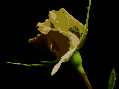róza 1.jpg